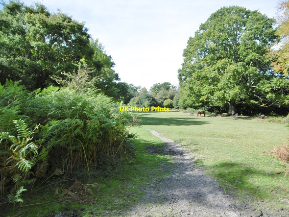 Photo 6"x4" Cadnam Common Cadnam c2015