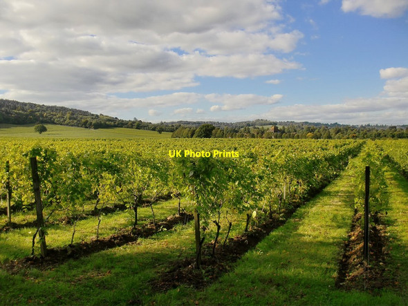 Photo 6"x4" Denbies vineyard, seen from Calvert Road Dorking c2015