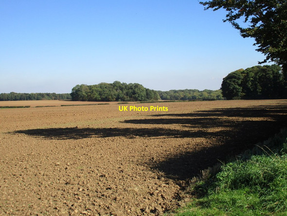 Photo 6"x4" View towards Dog Kennels Plantation Langold c2015