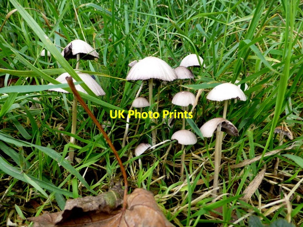 Photo 6"x4" Fungi, Mullaghmore Omagh c2015