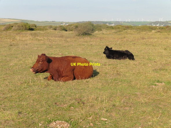 Photo 6"x4" Cattle on Braunton Burrows Saunton c2015