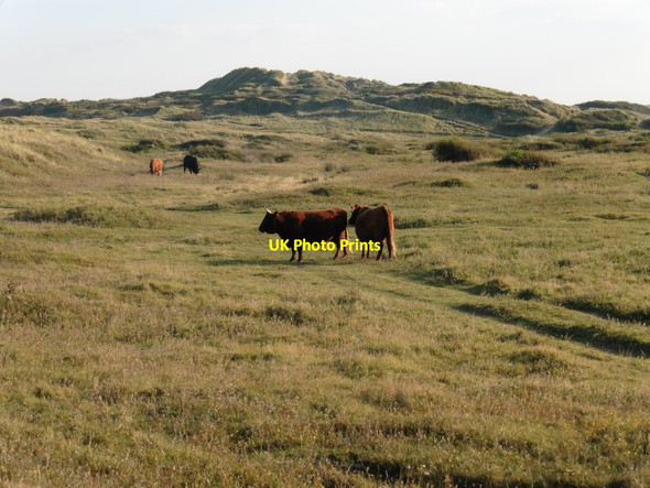 Photo 6"x4" Cattle on Braunton Burrows Saunton c2015 P1