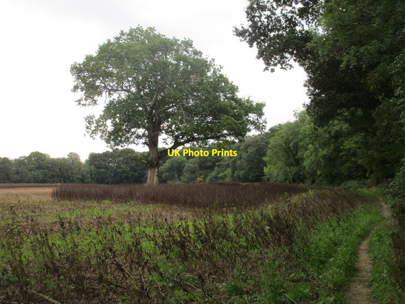 Photo 6"x4" Isolated tree by Littlehunts Coppice Furzeley Corner c2015