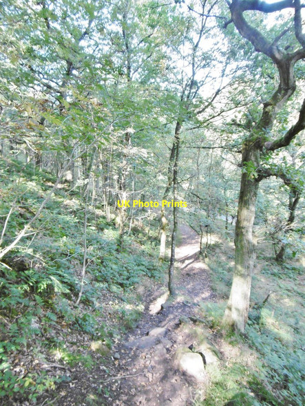 Photo 6"x4" Back Forest, footpath Allgreave c2015