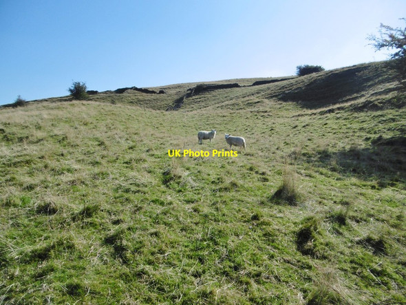 Photo 6"x4" Danebridge, sheep grazing Allgreave c2015