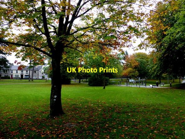 Photo 6"x4" Tree, The Grange, Omagh Omagh c2015