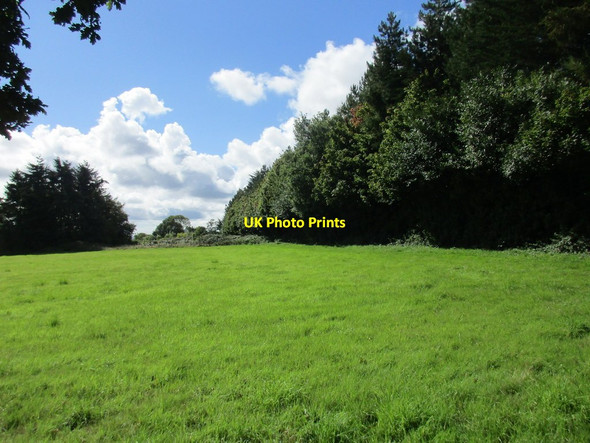 Photo 6"x4" Near Great Coll Wood Winterborne Tomson c2015