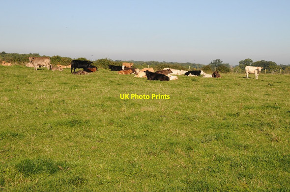Photo 6"x4" It must be going to rain! Dunstall Common c2015