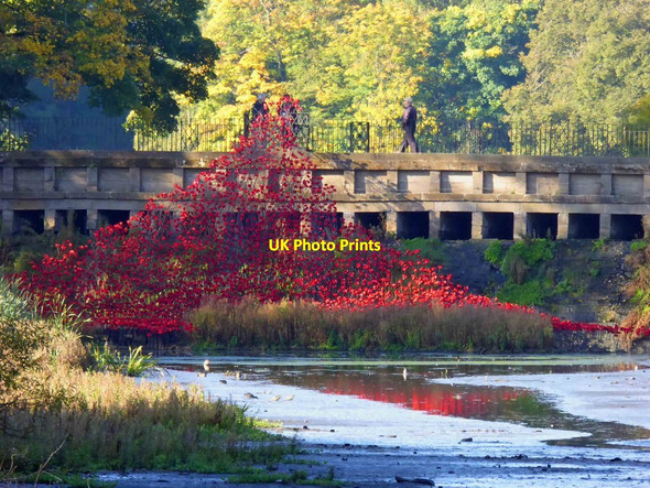 Photo 6"x4" Poppies on tour 'The wave' Haigh\/SE2912 c2015