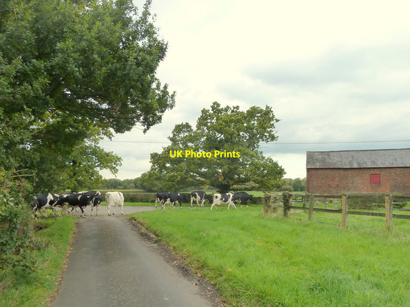 Photo 6"x4" Milking time at Rowleybank Farm, High Legh High Legh c2015