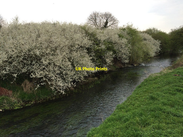 Photo 6"x4" Blackthorn blossom on the bank of the Erewash Long Eaton c2015