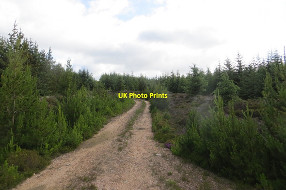 Photo 6"x4" Forest road, Corbie Knowe Hill of Gothie c2015