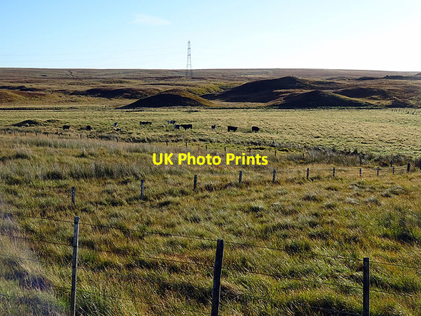 Photo 6"x4" Cattle in Strath Halladale Forsinard c2015