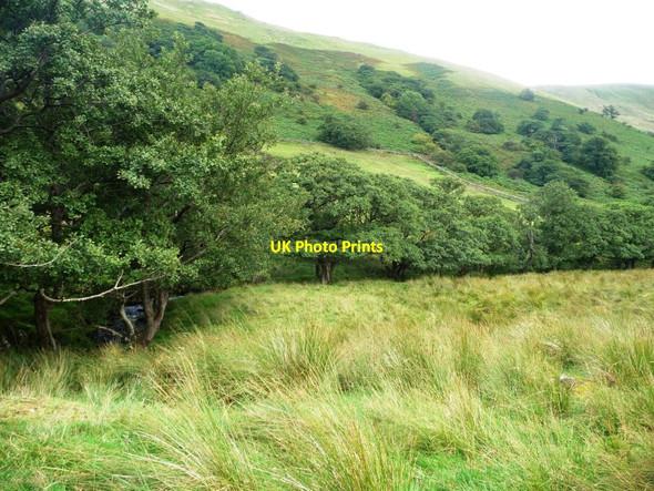 Photo 6"x4" Trees along Rampsgill Beck Martindale c2015