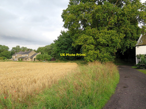 Photo 6"x4" Track at rear of Stephenson's Cottage Clara Vale c2015