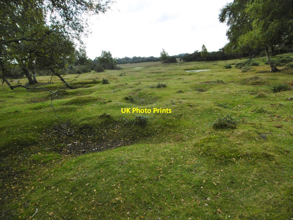 Photo 6"x4" Canada Common, uneven ground Canada\/SU2817 c2015