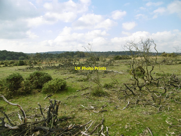 Photo 6"x4" Canada Common, burnt gorse Canada\/SU2817 c2015