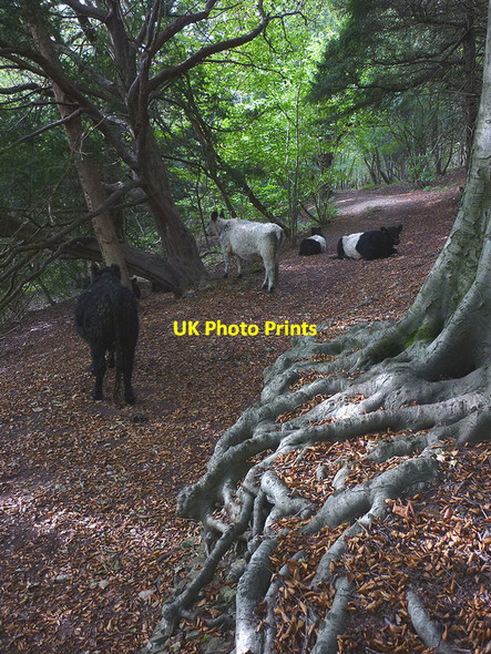 Photo 6"x4" Cattle on the bridleway, Arnside Knott Wood Arnside\/SD4578 c2015