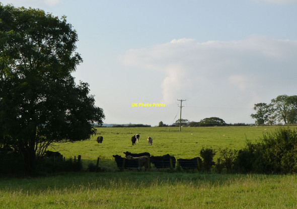 Photo 6"x4" Cattle and sheep in pasture Causey Park Bridge c2015
