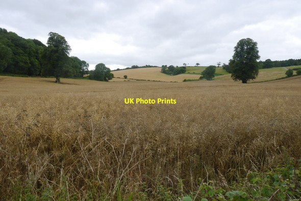 Photo 6"x4" Under Pyon Hill Yatton\/SO4266 c2015