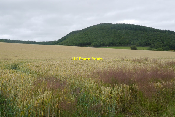 Photo 6"x4" Winter wheat, Moor Farm Presteigne\/Llanandras c2015