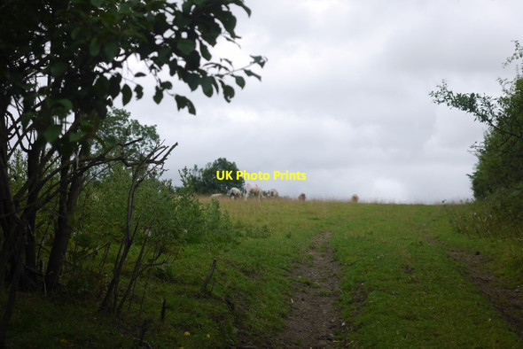 Photo 6"x4" Field on Stapleton Hill Presteigne\/Llanandras c2015