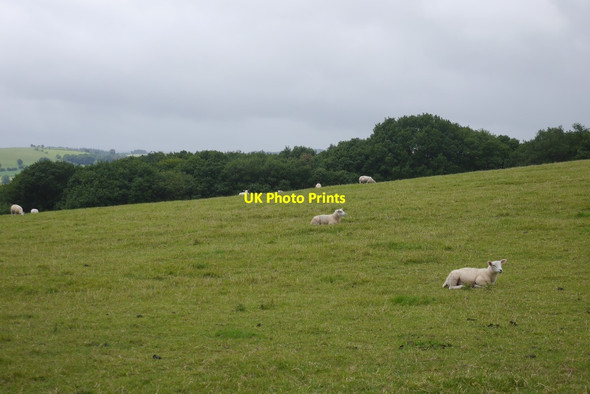 Photo 6"x4" Hillside, Stocking Presteigne\/Llanandras c2015