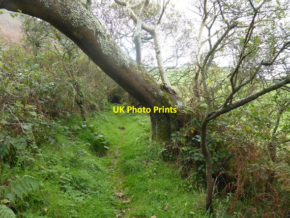 Photo 6"x4" Footpath going south on St Catherine's Down Chale c2015