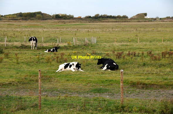 Photo 6"x4" Cattle on Marshside Marsh Marshside\/SD3619 c2015