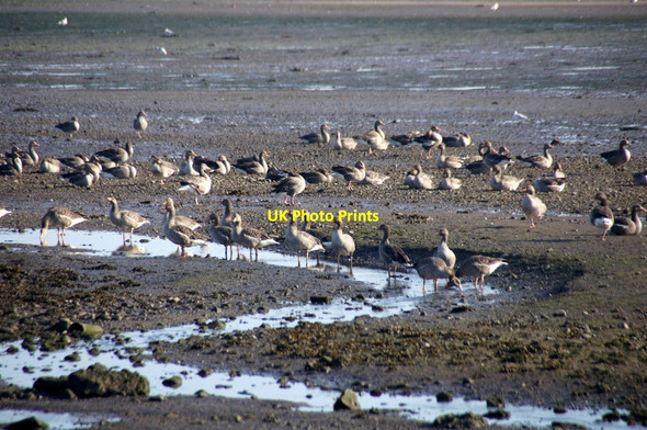Photo 6"x4" Greylag Geese (Anser anser) on the foreshore at Blackness Blackness\/NT0580 c2015