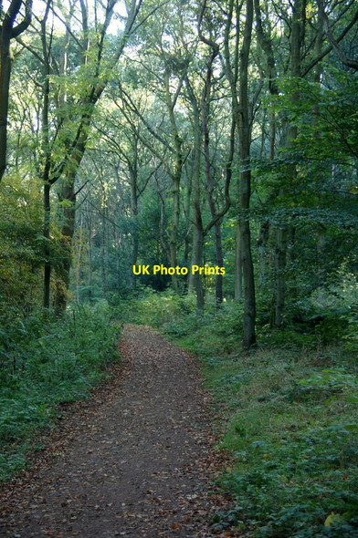 Photo 6"x4" John Muir Way in Westershore Wood, near Blackness Blackness\/NT0580 c2015