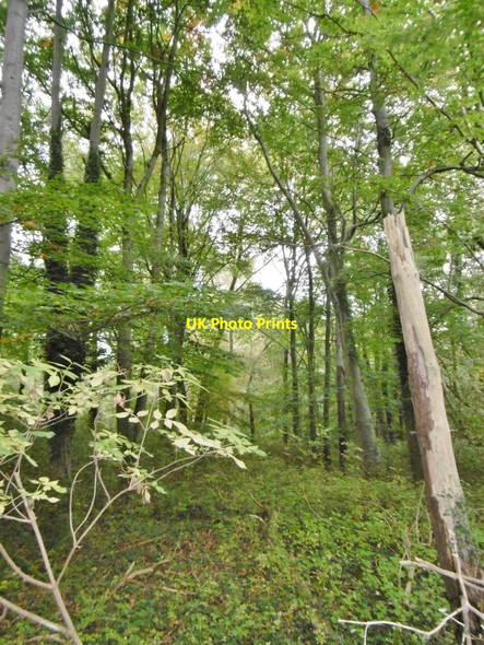 Photo 6"x4" Lee, woodland Lee\/SU3617 c2015