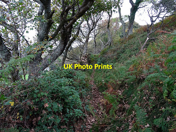 Photo 6"x4" Path through the forest Bwlch\/SH5705 c2015