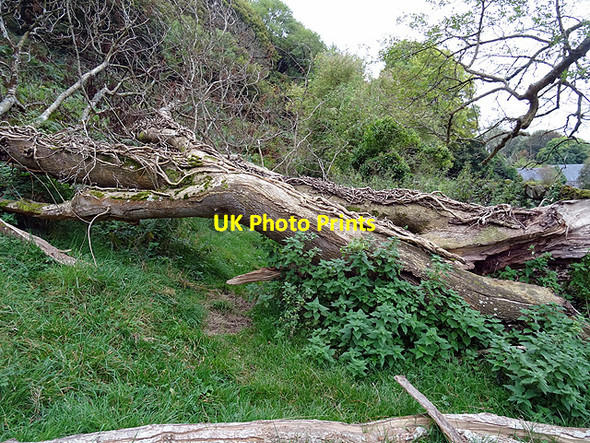 Photo 6"x4" Fallen tree at Bronclydwr Bwlch\/SH5705 c2015