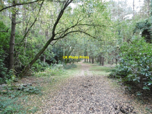 Photo 6"x4" Copythorne Common, track Copythorne c2015