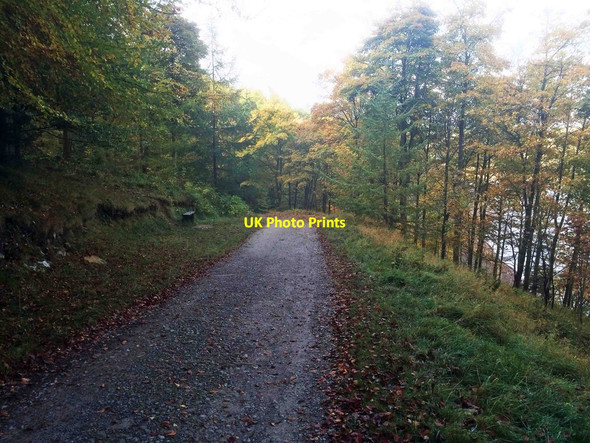 Photo 6"x4" Forest track above Ladybower reservoir Ashopton c2015