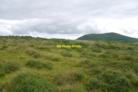 Photo 6"x4" Gorse, Stapeley Hill White Grit c2015