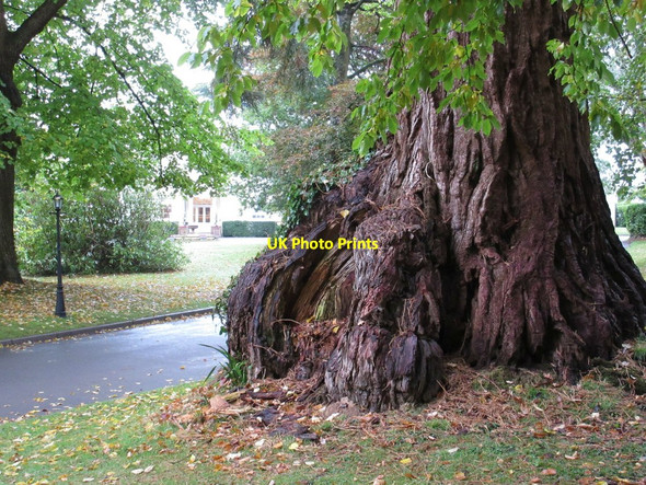 Photo 6"x4" A giant perhaps - Deer Park Buckerell Awliscombe c2015