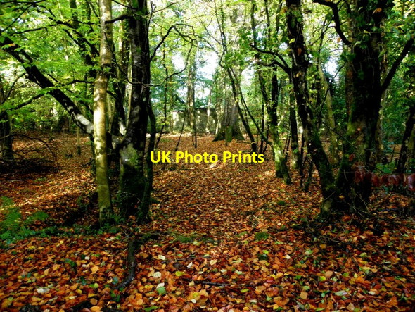 Photo 6"x4" Fallen leaves, Seskinore Seskinore c2015