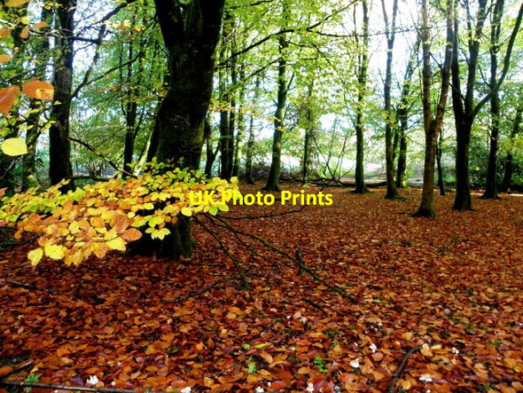 Photo 6"x4" Fallen leaves, Seskinore Forest Seskinore c2015