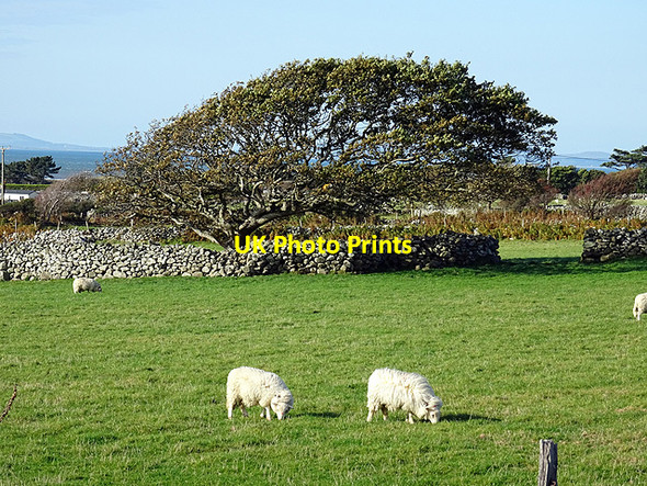 Photo 6"x4" Pasture south of Tal-y-bont Tal-y-bont\/SH5821 c2015