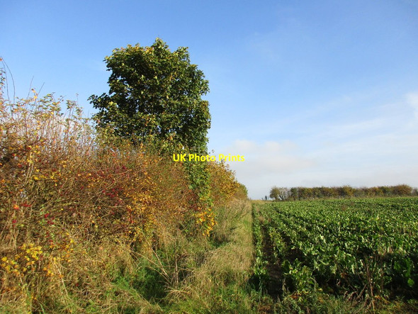 Photo 6"x4" Hedgerow and sugar beet Leadenham c2015