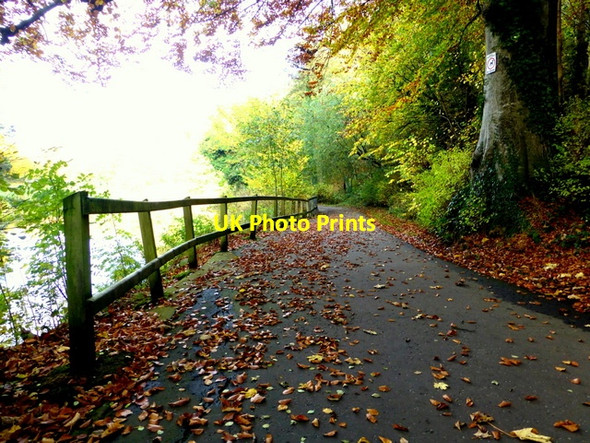Photo 6"x4" Leaves along the Highway to Health, Mullaghmore Omagh c2015