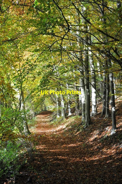 Photo 6"x4" Woodland path in autumn Sheepscombe c2015