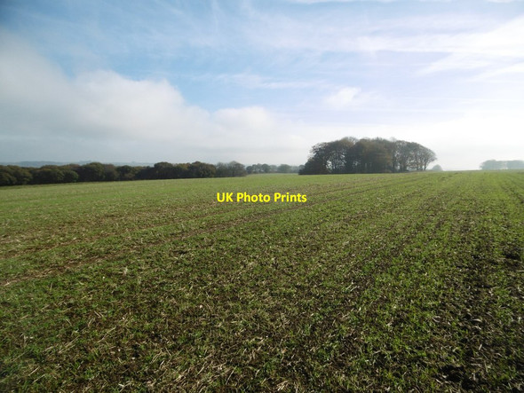 Photo 6"x4" Gore Hill, cereal field Hilfield c2015