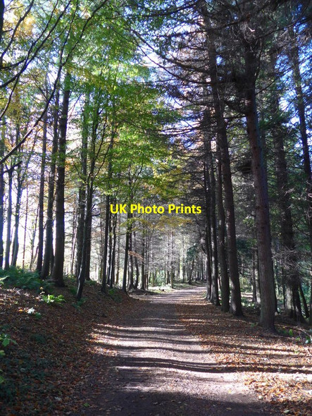 Photo 6"x4" The track from Corehouse Lanark c2015