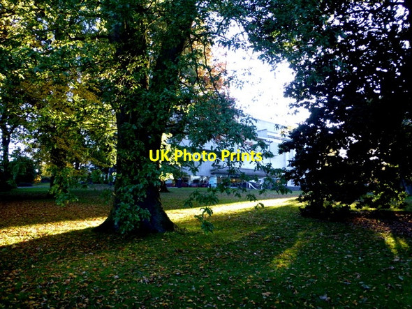 Photo 6"x4" Tree, Botanic Gardens, Belfast Belfast c2015