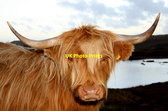 Photo 6"x4" A bad hair day by the loch side Gobhaig c2015