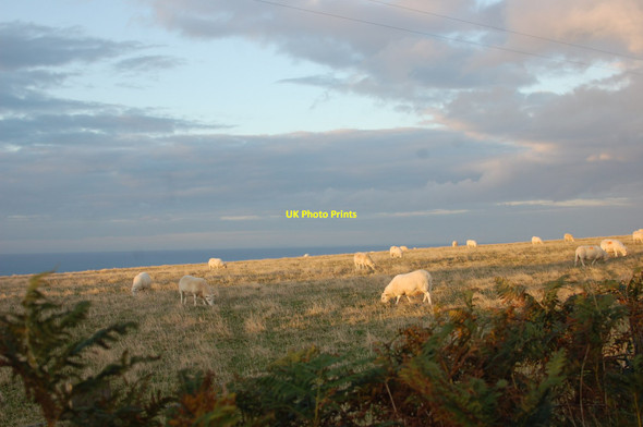 Photo 6"x4" Sheep grazing in the sunset Moylgrove\/Trewyddel c2015