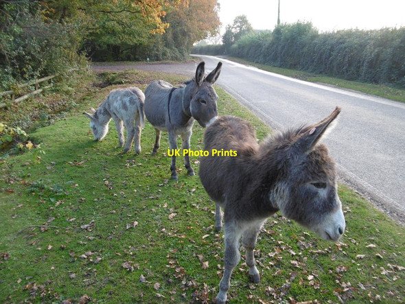 Photo 6"x4" South Gorley, donkeys South Gorley c2015